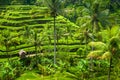 Terrace rice fields in Ubud, Bali, Indonesia.