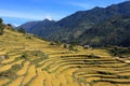 Terrace Rice Paddy Field Royalty Free Stock Photo