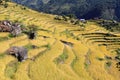 Terrace Rice Paddy Field Royalty Free Stock Photo