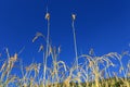 Terrace Rice Paddy Field,Nepal. Royalty Free Stock Photo