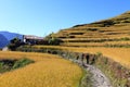 Terrace Rice Paddy Field,Nepal. Royalty Free Stock Photo