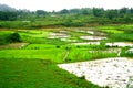 Terrace type Cultivation of Rice in the mountain of Daringbadi, Odisha, India