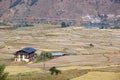 Terraced farmaland, Paro, Bhutan