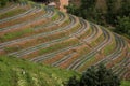 Terraced field on a hill in Thailand