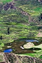 Terraced field, Peru