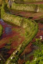 Terraced Field with red algae