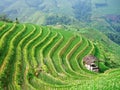 Terraced field and village