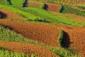 Terraced fields in china (3)