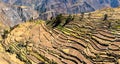 Terraced fields in the Colca Canyon at Cabanaconde in Peru