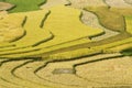 Terraced fields at harvest time Royalty Free Stock Photo