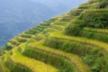 Terraced fields in Longsheng