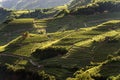 Terraced fields with vineyards at summer - Trentino Italy Royalty Free Stock Photo