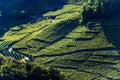 Terraced fields with vineyards - Trentino Alto Adige Italy Royalty Free Stock Photo