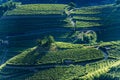 Terraced fields with vineyards - Trentino Alto Adige Italy Royalty Free Stock Photo