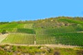 Terraced hillside vineyard Rhine Valley Germany