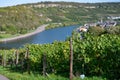 Terraced hilly vineyards in Luxembourg. Production of cremant sparkling wine in south part of Luxembourg country on bank of Moezel Royalty Free Stock Photo