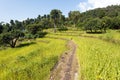 Terraced millet field in Solukhumbu valley