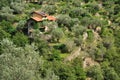 Terraced olive tree grove in Liguria, Italy Royalty Free Stock Photo