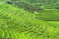 Terraced Rice Field Royalty Free Stock Photo