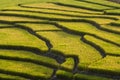 Terraced Rice Field Royalty Free Stock Photo