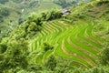 Terraced Rice Field Royalty Free Stock Photo