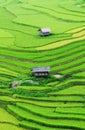 The terraced rice field in Bacgiang, northern Vietnam Royalty Free Stock Photo