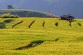 Terraced rice field at Ban Pa Bong Piang, Chiang Mai in Thailand