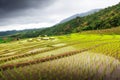 Terraced Rice Field in Ban Papongpieng, Chiangmai, Thailand Royalty Free Stock Photo