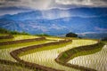 Terraced Rice Field in Ban Papongpieng, Chiangmai, Thailand Royalty Free Stock Photo