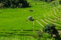 Terraced Rice Field in Chiangmai, Thailand. Royal Project Khun Pae Northern Thailand