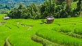 Terraced Rice Field in Chiangmai, Royal Project Khun Pae Northern Thailand