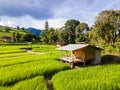 Terraced Rice Field in Chiangmai, Royal Project Khun Pae Northern Thailand