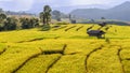 Terraced rice field with cottage at Ban Pa Bong Piang, Chiang Mai in Thailand Royalty Free Stock Photo