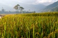 Terraced rice field in early morning in Mu Cang Chai, Yen Bai province, Vietnam