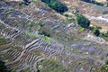 Terraced rice field of Hani ethnic people in Yuanyang, Yunnan province, China. Royalty Free Stock Photo