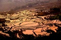 Terraced rice field of Hani ethnic people in Yuanyang, Yunnan province, China. Royalty Free Stock Photo