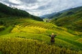 Terraced rice field in harvest season with ethnic minority woman on field in Mu Cang Chai, Vietnam. Royalty Free Stock Photo