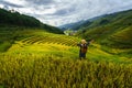 Terraced rice field in harvest season with ethnic minority woman on field in Mu Cang Chai, Vietnam.