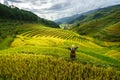 Terraced rice field in harvest season with ethnic minority woman on field in Mu Cang Chai, Vietnam.