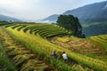 Terraced rice field in harvest season with farmers harvesting on field in Mu Cang Chai, Vietnam. Royalty Free Stock Photo