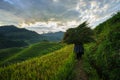 Terraced rice field in harvest season with local ethnic woman carrying grass home in Mu Cang Chai, Vietnam. Royalty Free Stock Photo