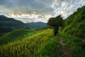 Terraced rice field in harvest season with local ethnic woman carrying grass home in Mu Cang Chai, Vietnam. Royalty Free Stock Photo