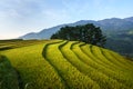 Terraced rice field in harvest season in Mu Cang Chai, Vietnam.