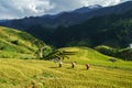 Terraced rice field in harvest season in Mu Cang Chai, Vietnam. Royalty Free Stock Photo