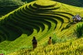 Terraced rice field in harvest season in Mu Cang Chai, Vietnam. Mam Xoi popular travel destination. Royalty Free Stock Photo