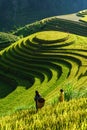 Terraced rice field in harvest season in Mu Cang Chai, Vietnam. Mam Xoi popular travel destination. Royalty Free Stock Photo