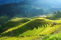 Terraced rice field in harvest season in Mu Cang Chai, Vietnam. Mam Xoi popular travel destination. Royalty Free Stock Photo