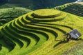 Terraced rice field in harvest season in Mu Cang Chai, Vietnam. Mam Xoi popular travel destination. Royalty Free Stock Photo