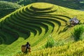 Terraced rice field in harvest season in Mu Cang Chai, Vietnam. Mam Xoi popular travel destination.