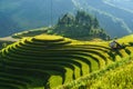 Terraced rice field in harvest season in Mu Cang Chai, Vietnam. Mam Xoi popular travel destination.